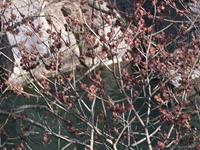 cantara piccole gole19022012 057